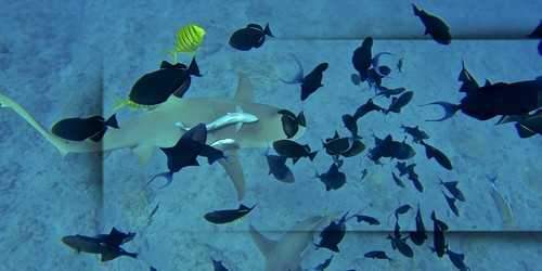 sharks-fishs-custom-tours-bora-bora