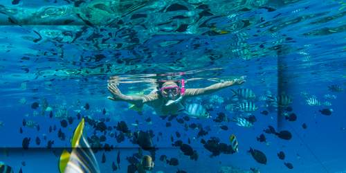 experience-deluxe-bora-bora-tour-plonge
